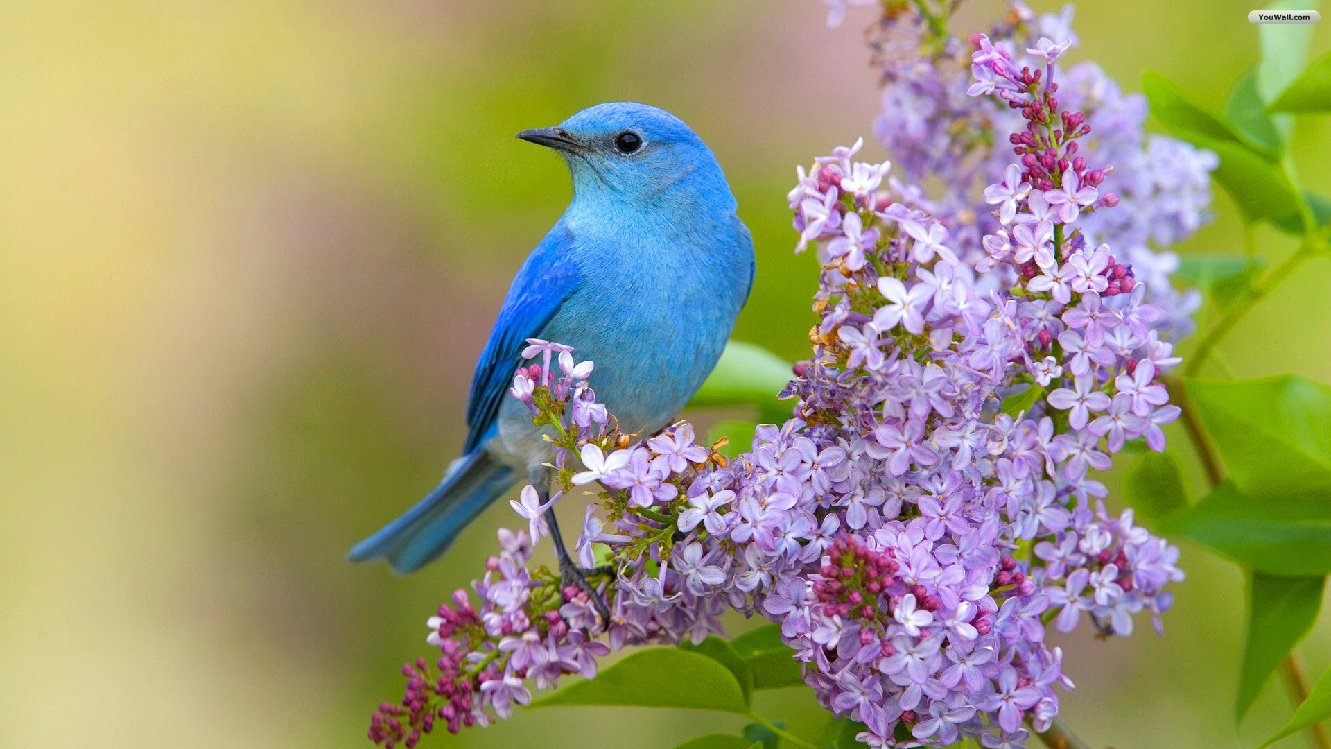 Blue Birds Desktop Wallpaper