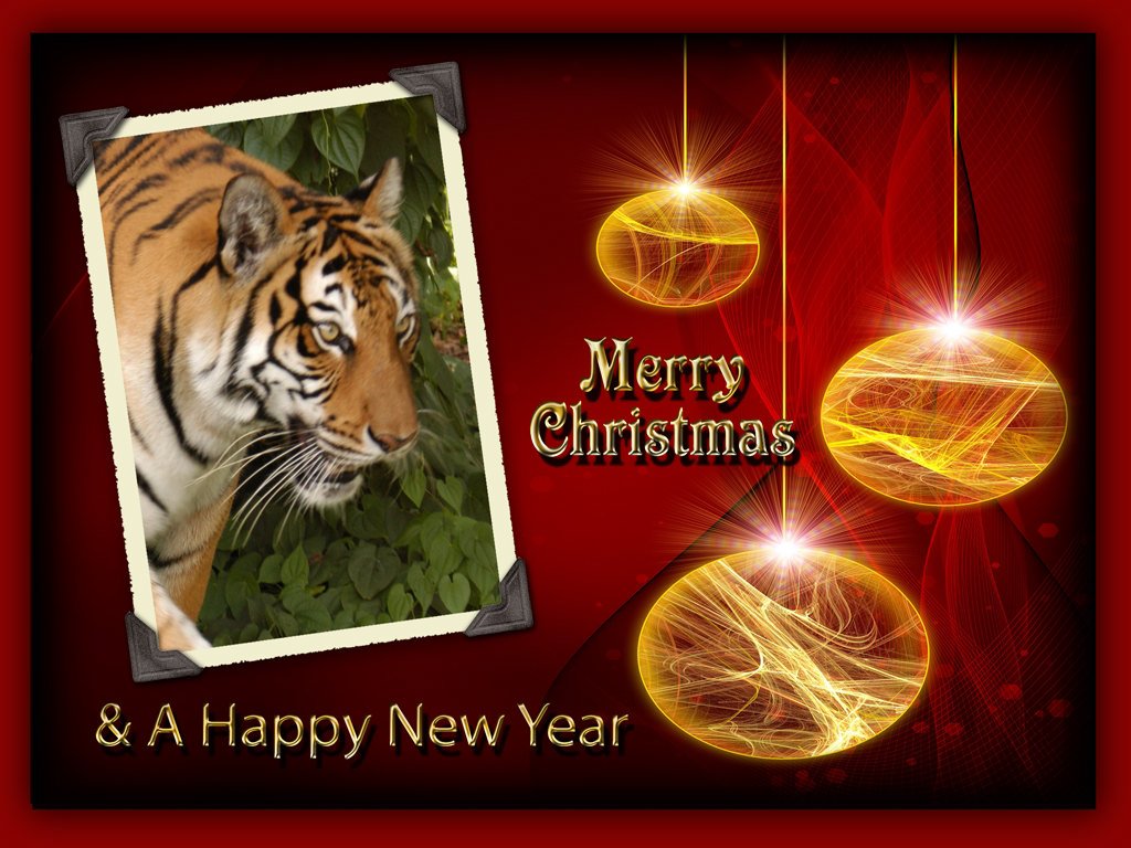 Christmas Wallpaper Tiger 2   Chat Big Cats 1024x768