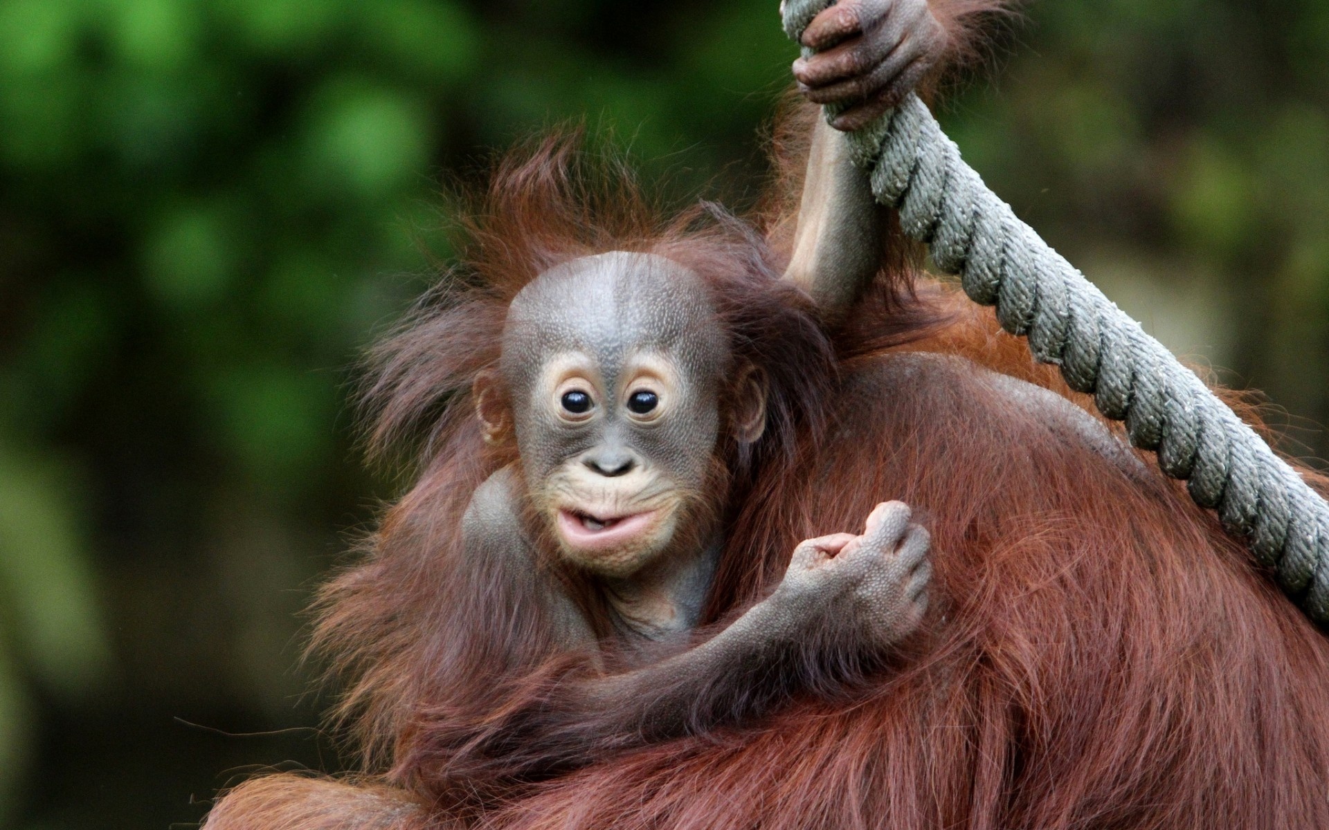 Orangutan HD Wallpaper Background Image Id