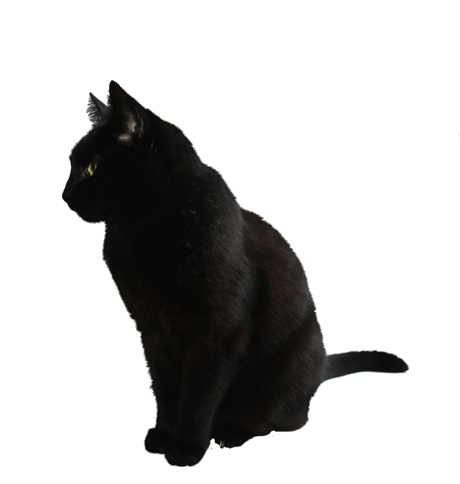 Black Cat Transparent Backgroun Png Image Pngio