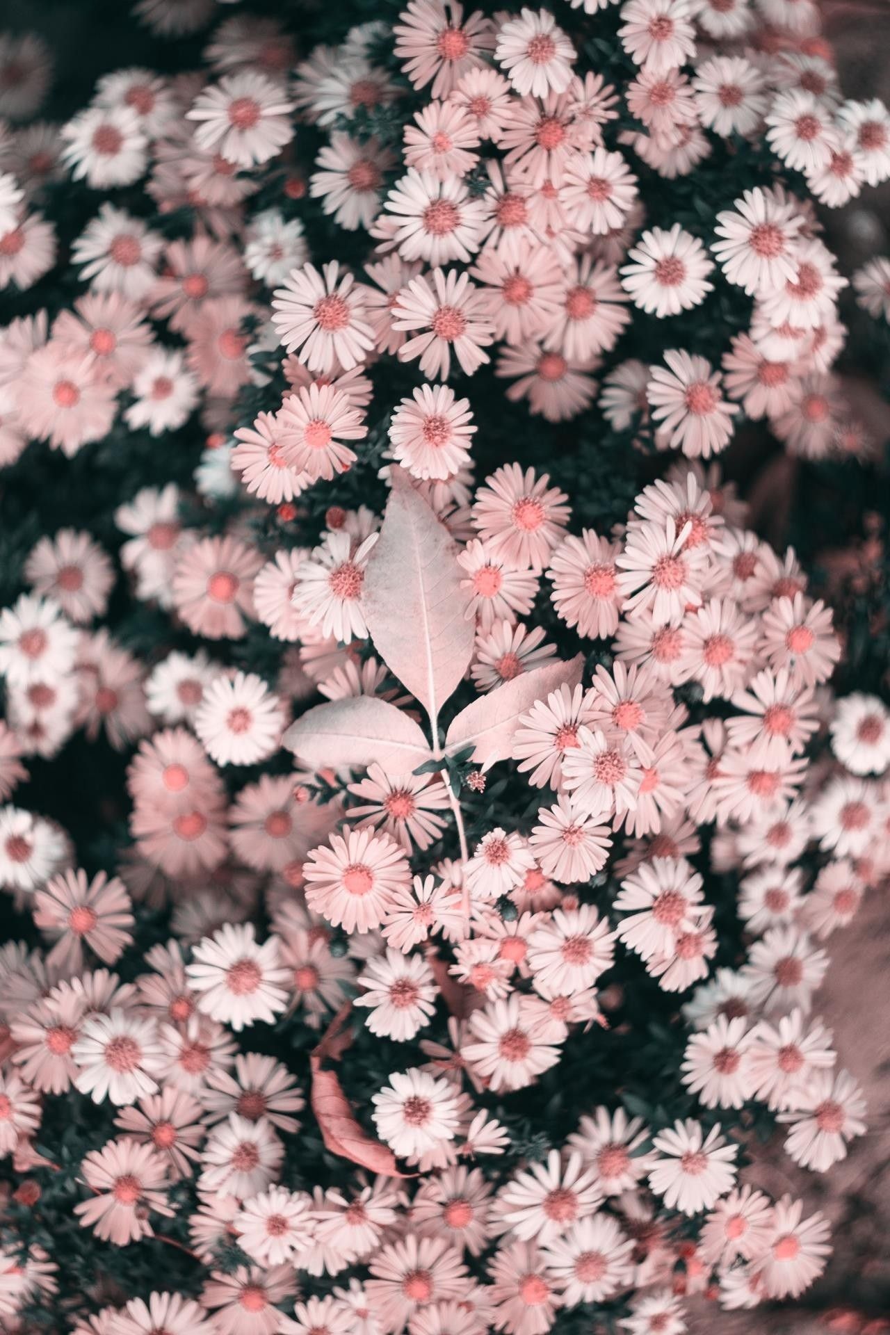 🔥 [40+] Wallpapers Bunga | WallpaperSafari