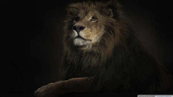 Lion King HD Widescreen High Definition
