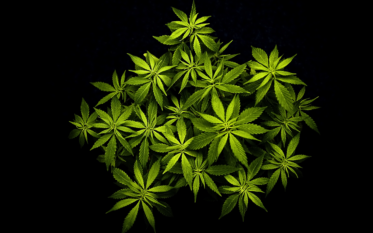 Cannabis Plant HD Literary Wallpaper