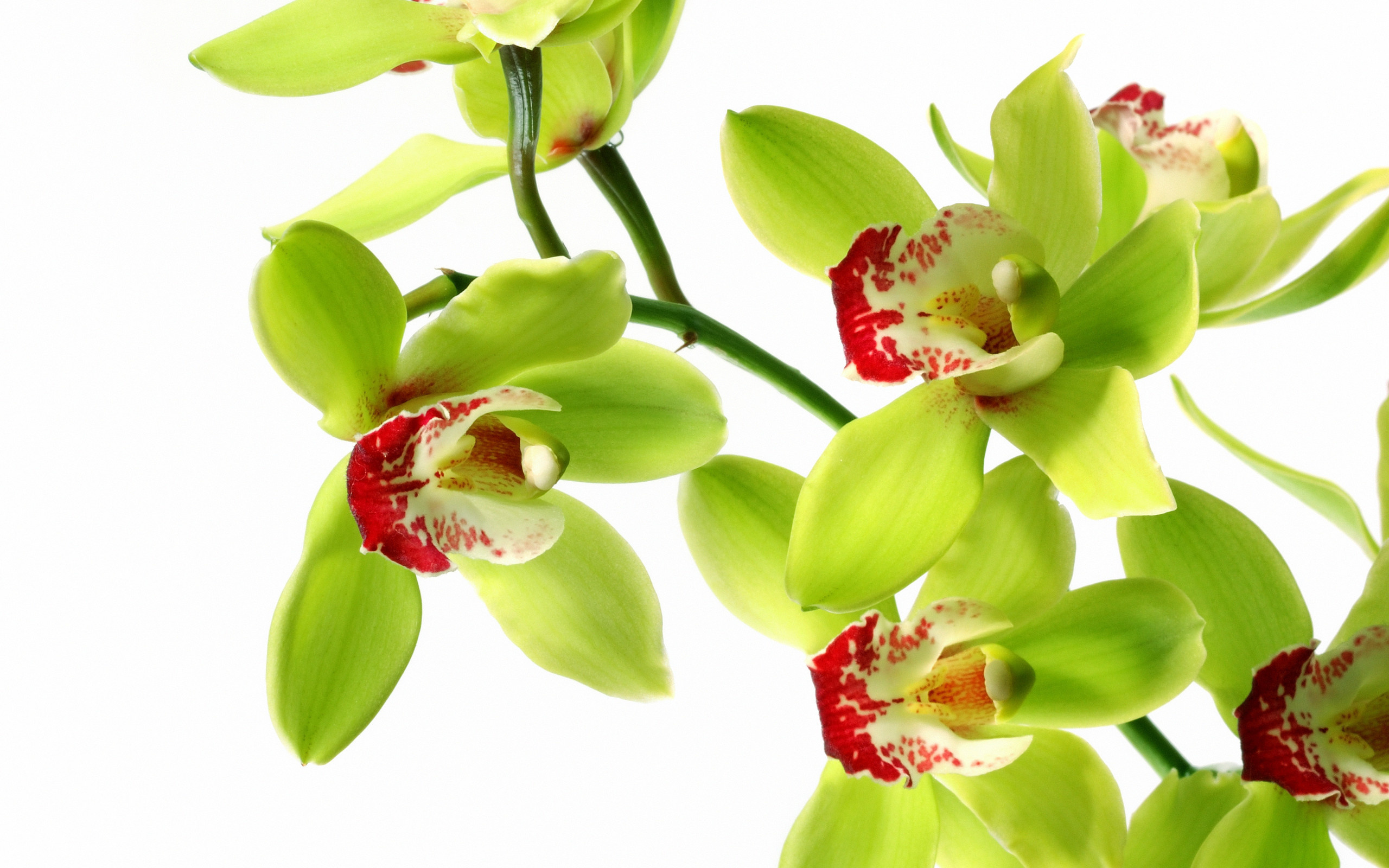 Orchid Flower Meanings Pictures And Photos