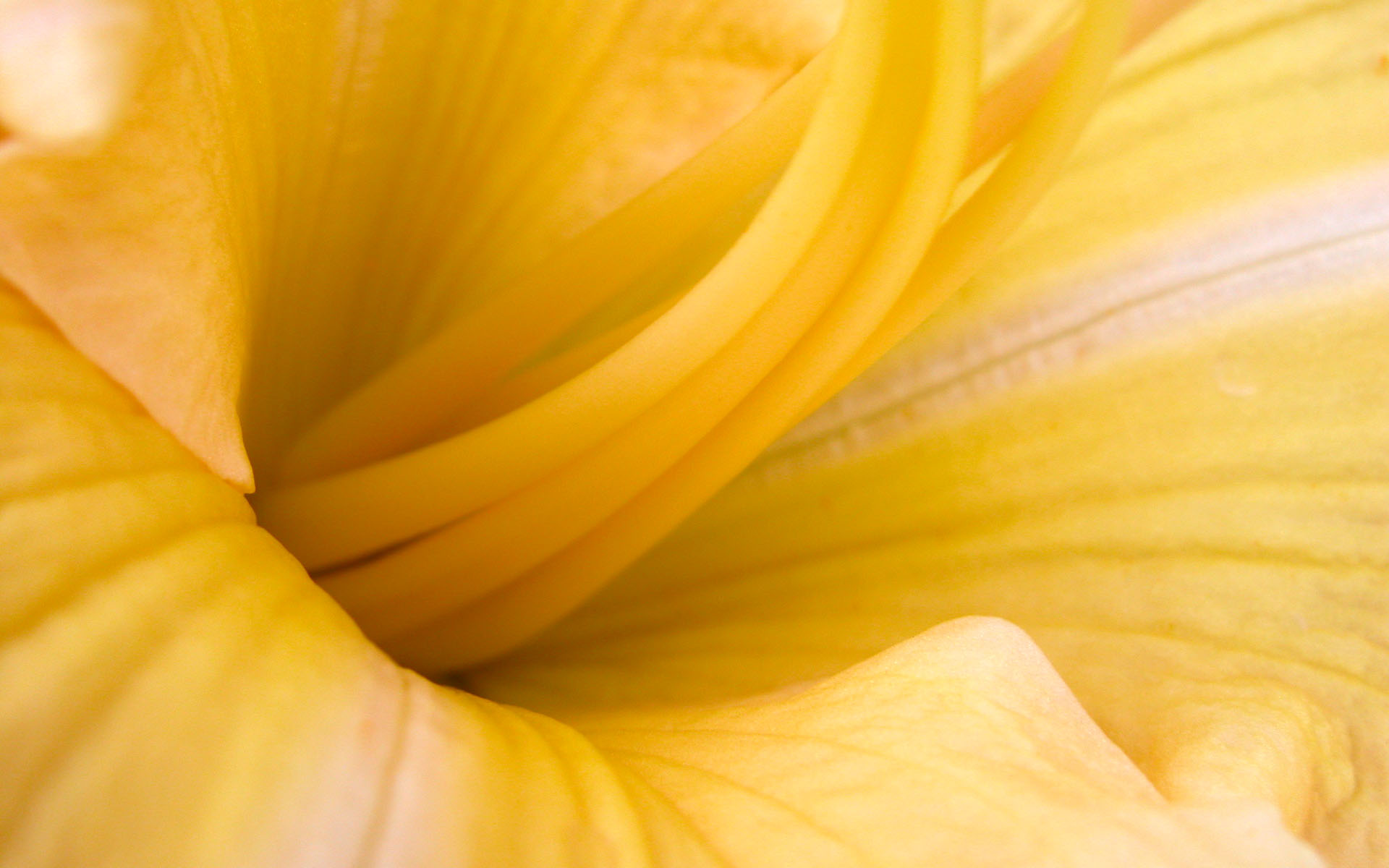 Yellow Flowers Widescreen Wallpaper HD Desktop
