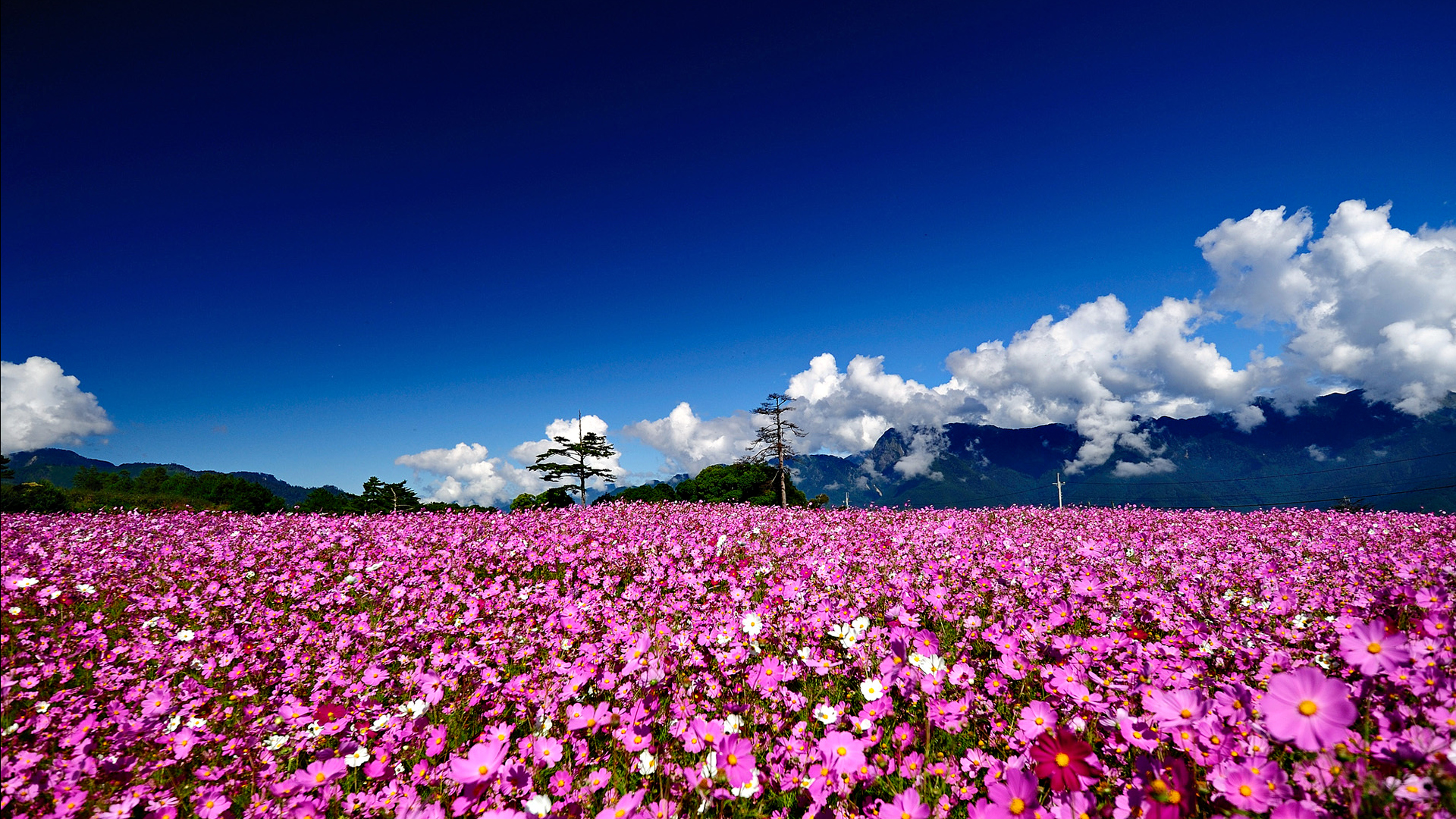 Field Of Flowers HD Wallpaper