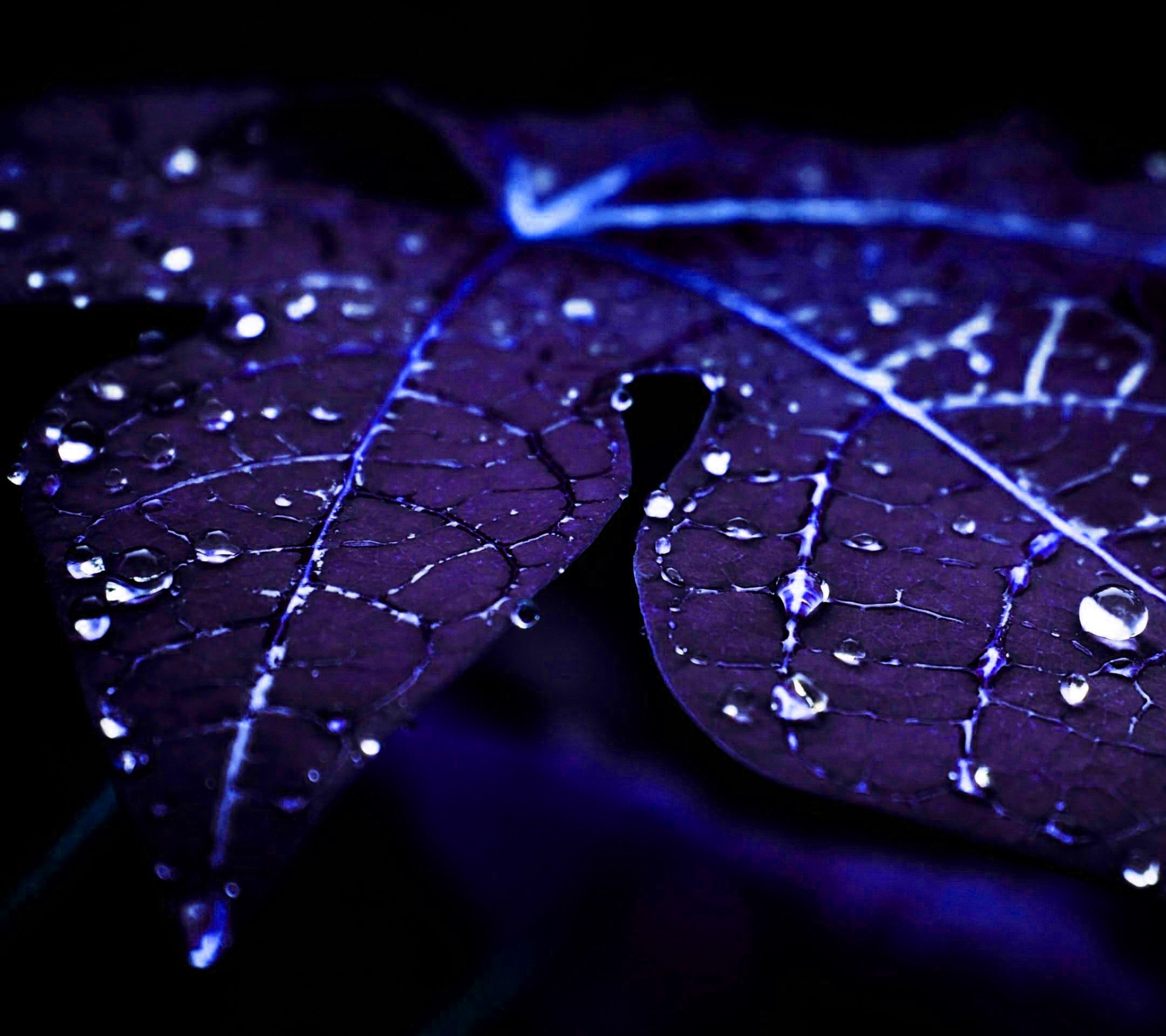 Leaves Wallpaper HD