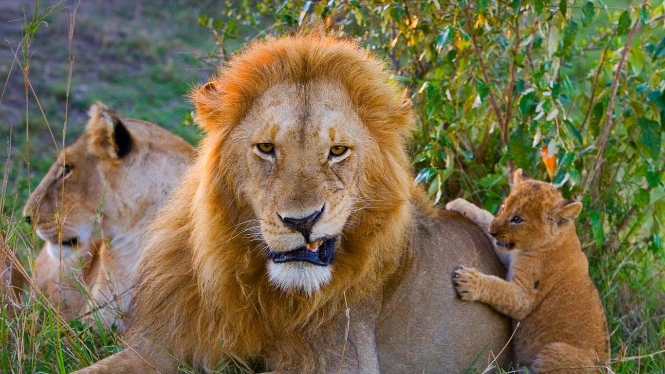 Bing Fotos African Lion Cub Playing With Adult Male Masai Mara