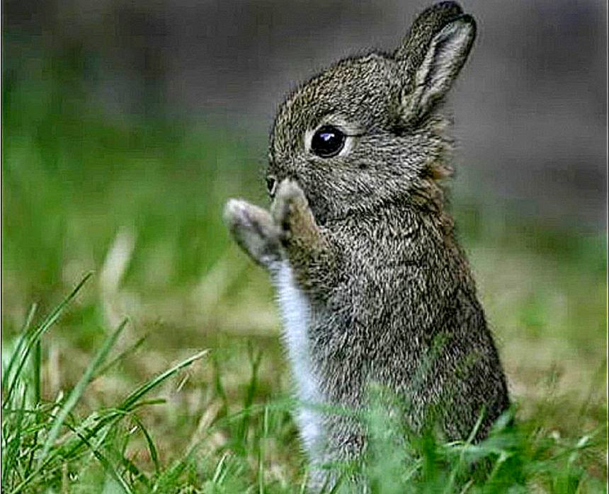 Cute Bunny Rabbits Wallpaper Desktop Best Quality HD