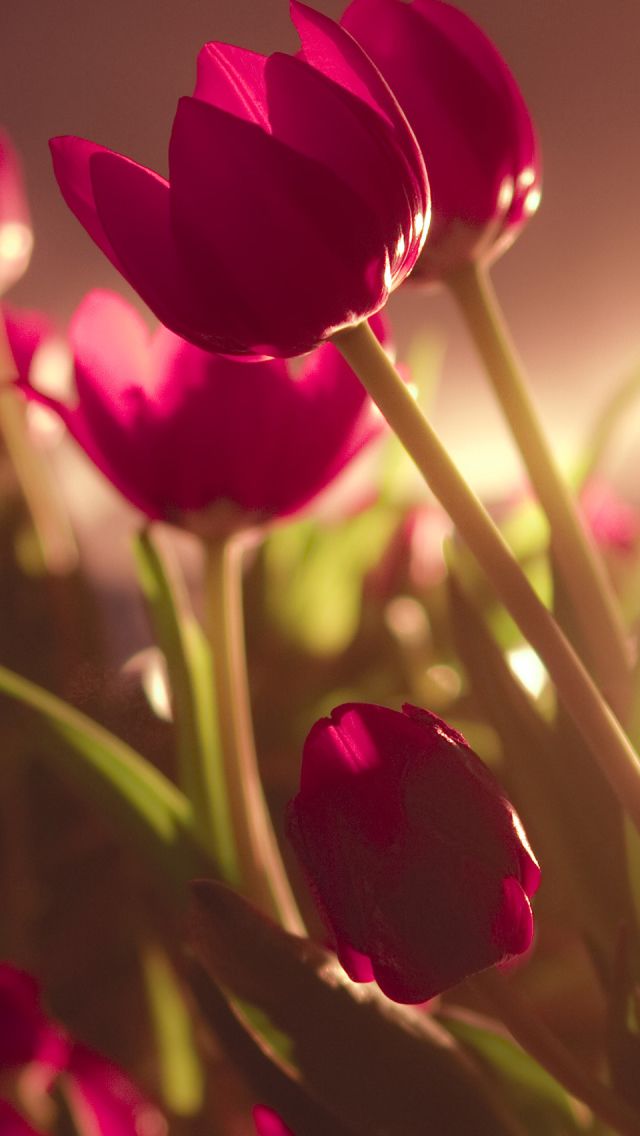 Beautiful Tulips iPhone 5s Wallpaper Se