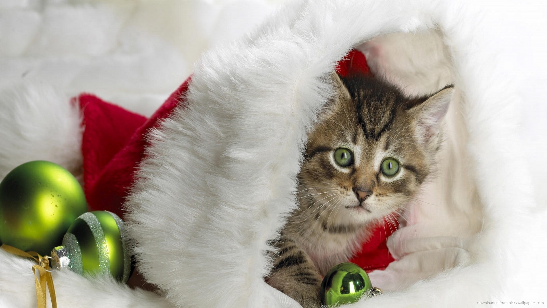 Christmas Wallpaper Kitten Background Holidays