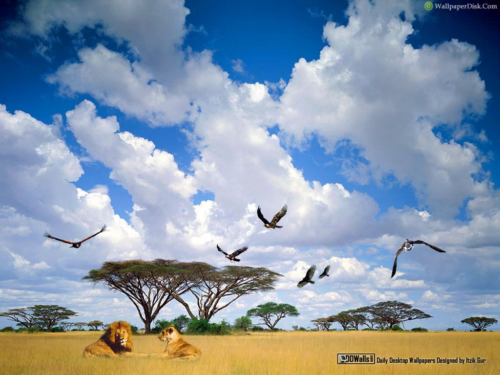 Best Africa Jungle Desktop Wallpaper Background Collection