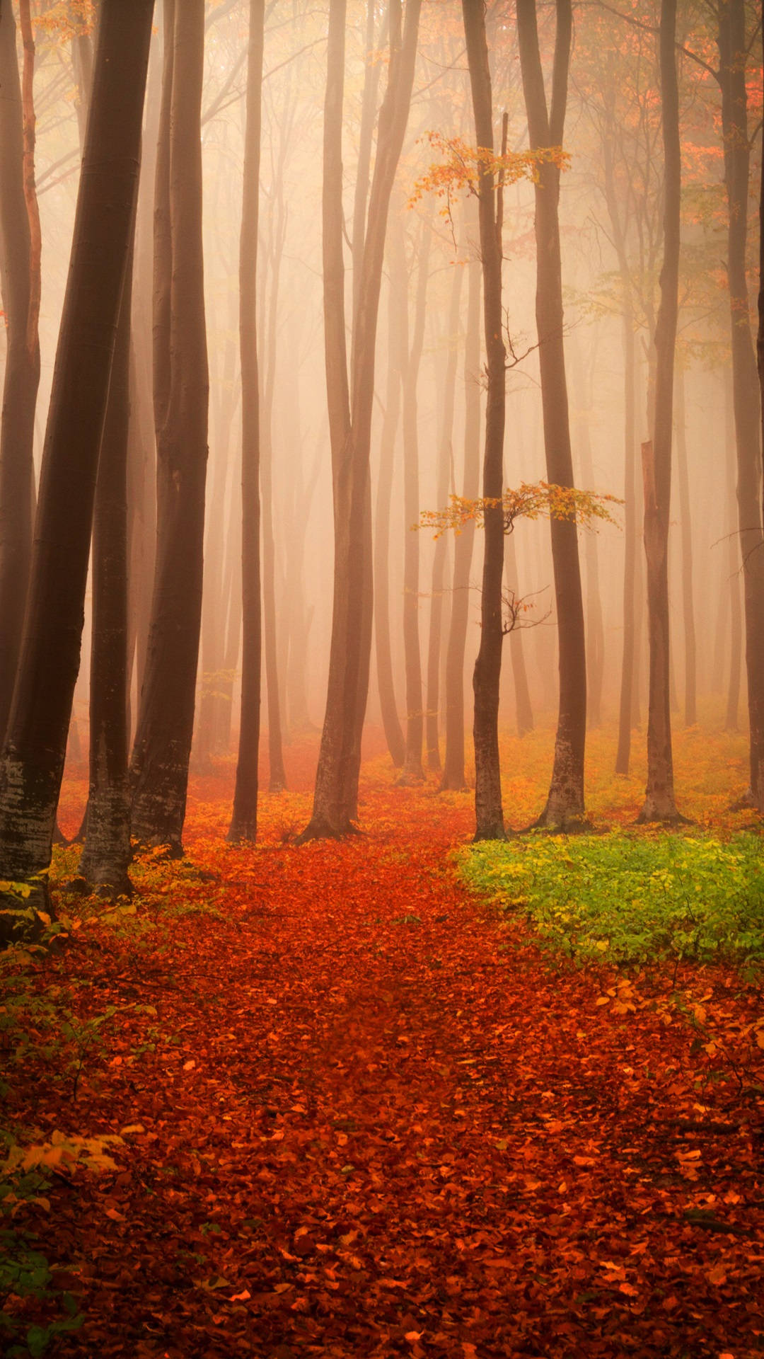 Forest iPhone Background Wallpaper