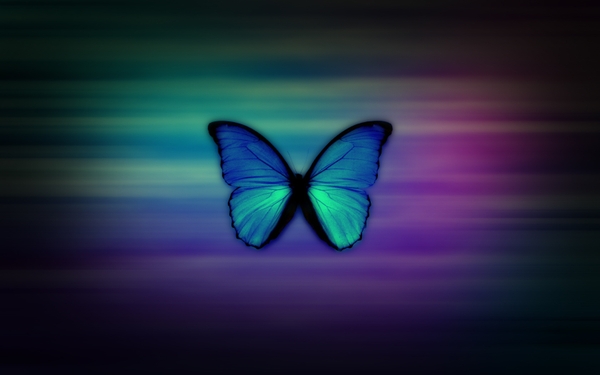 Butterfly Blue Morpho Wallpaper Butterflies
