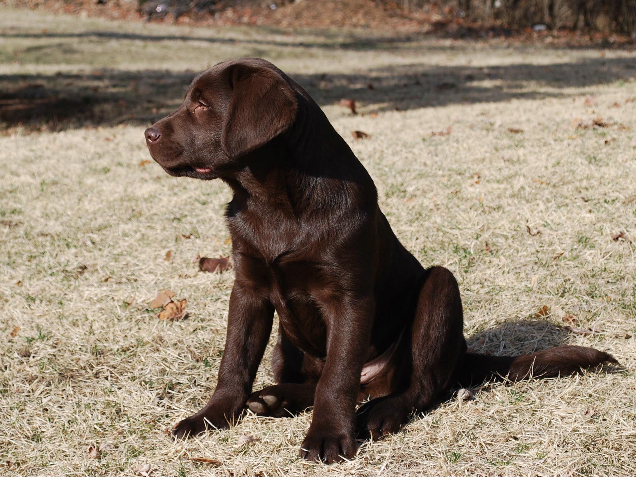 Chocolate Lab Wallpapers