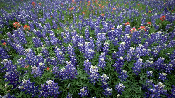 Bluebon Flowers Country Texas Wallpaper