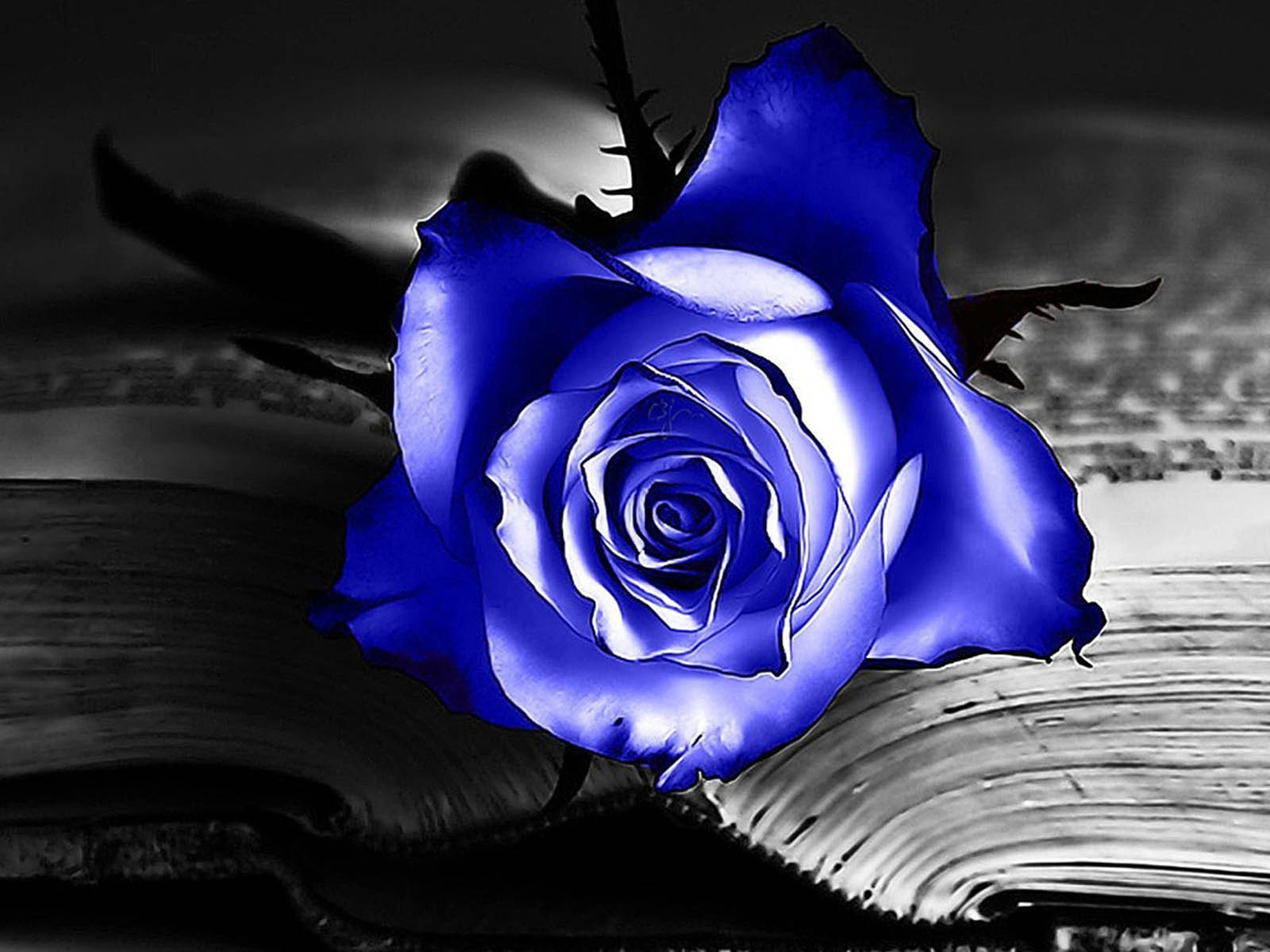 [76+] Blue Rose Background on WallpaperSafari