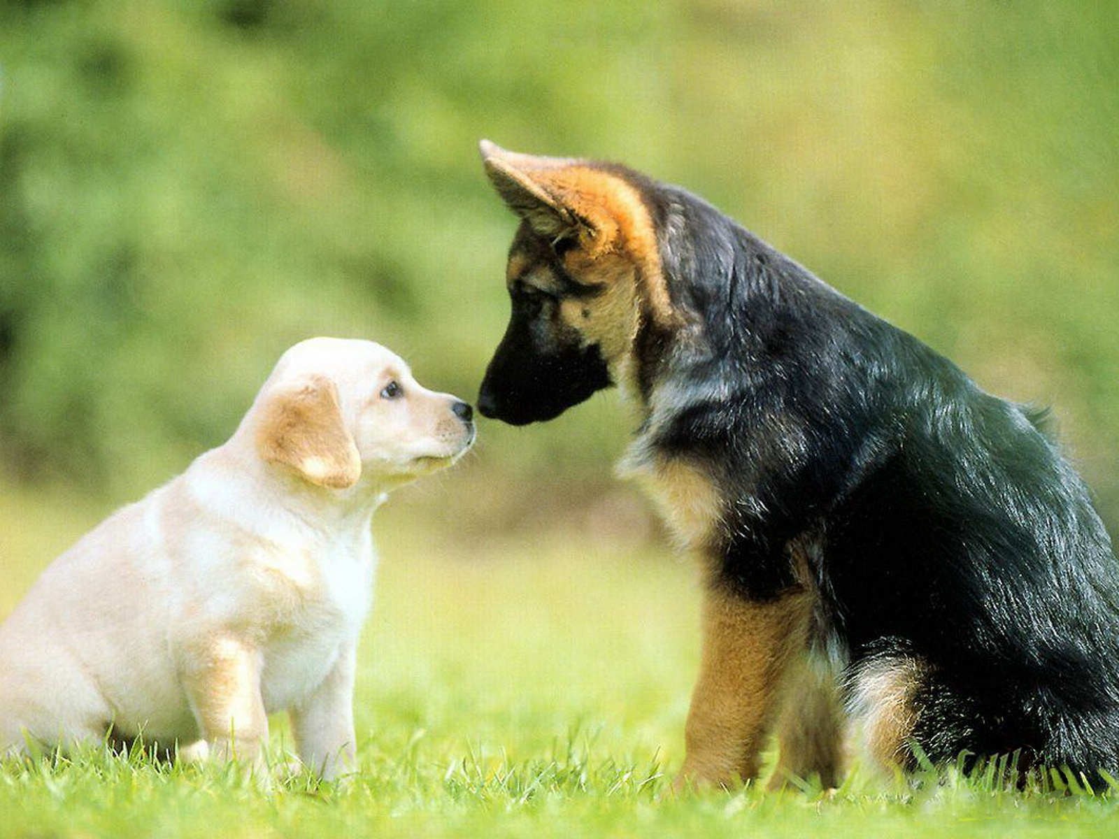 Cute Dogs Care And Affection Amongst Love Contrast