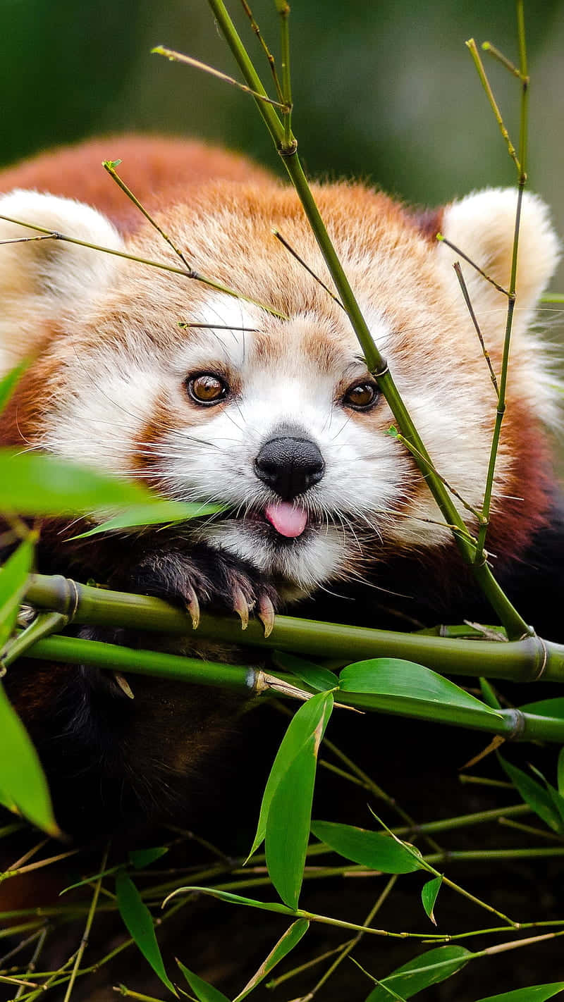 Cute Red Panda Wallpaper