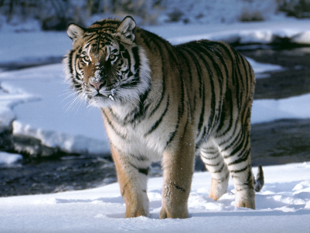 Download Siberian Tigers wallpaper amur tiger on ice