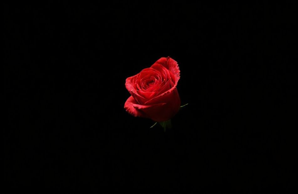 Red Rose Black Background
