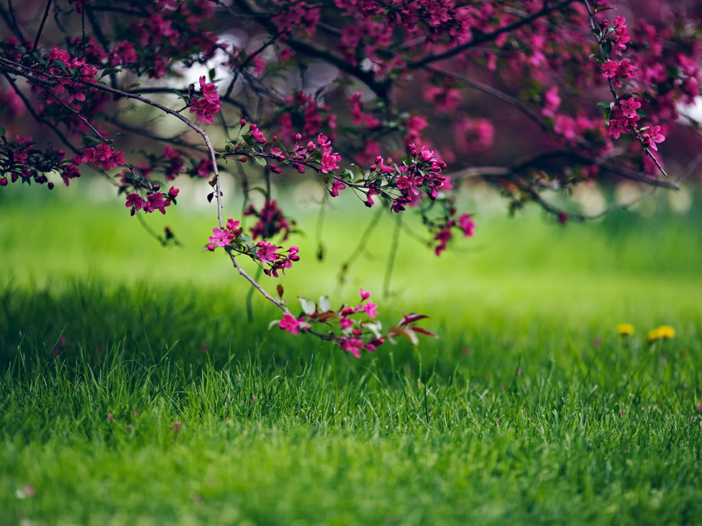 Spring Flowers Wallpapers HD Pictures One HD Wallpaper Pictures