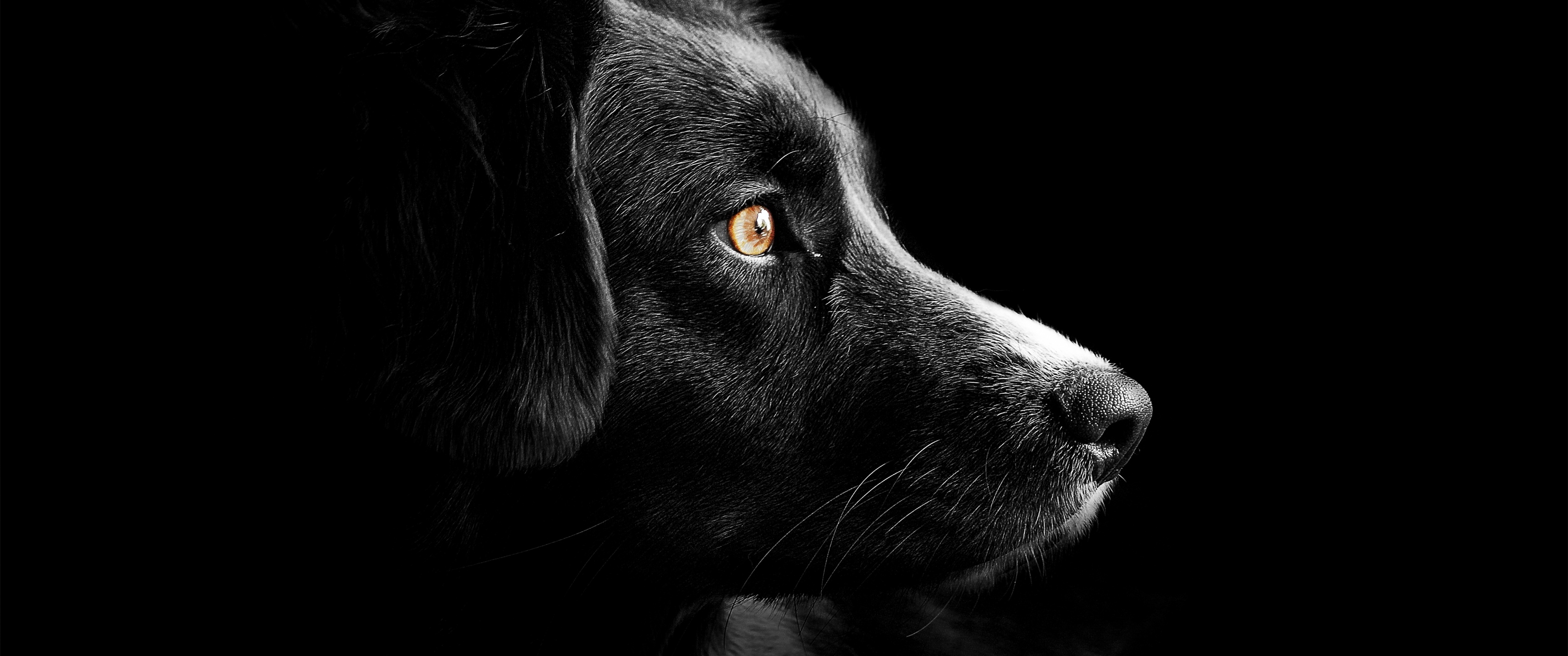 Close-up profile of a black puppy with captivating amber eyes, against a dark background