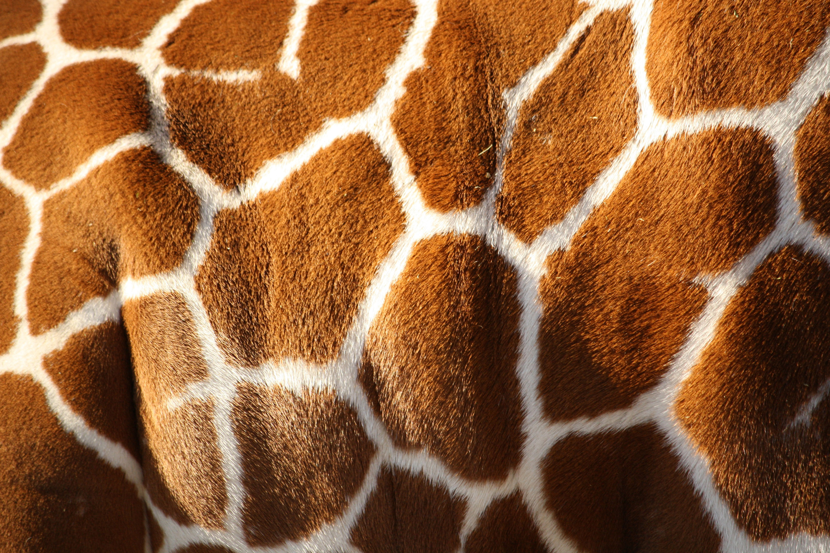 Giraffe Texture Pattern Fur Wallpaper