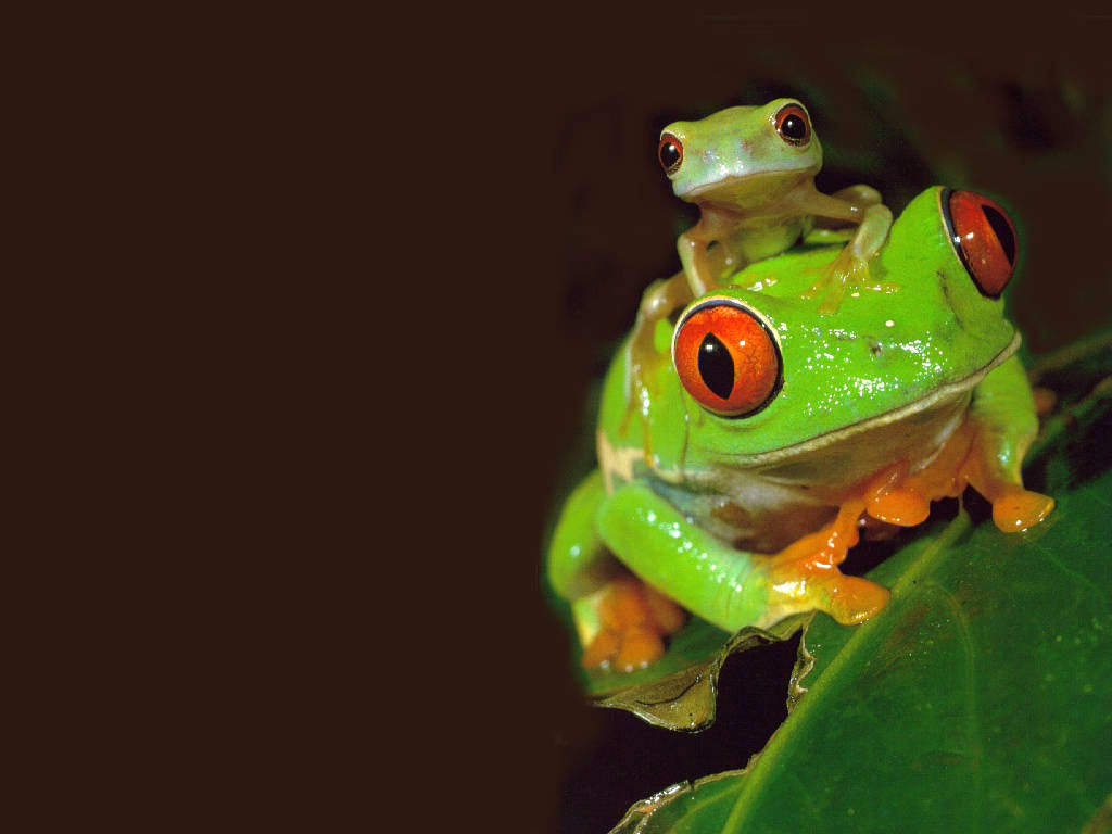 Frogs Wallpaper   Cute Little Frogs Wallpaper 1024x768