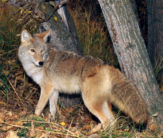 Coyote Wallpaper Picture Photo Animal