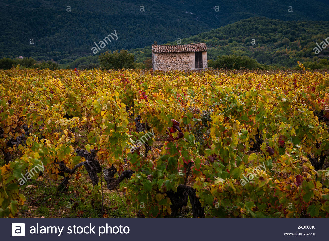 French Vinyard In Autumn With A Small Stone Building Provence