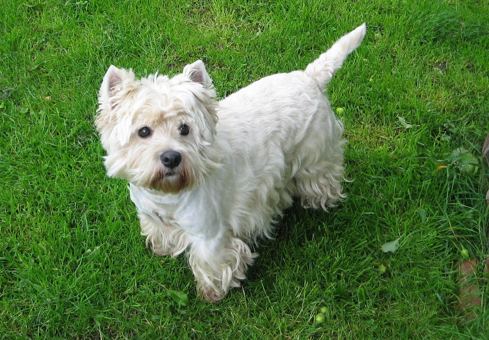 Category Dog West Highland Terrier