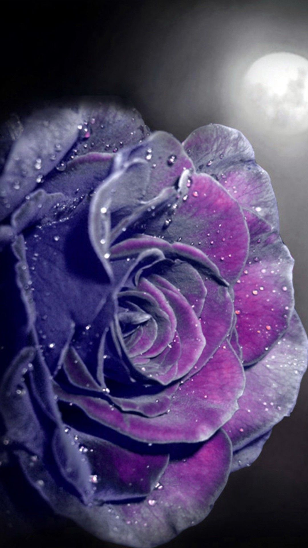 Purple Rose Wallpaper iPhone Best HD Roses