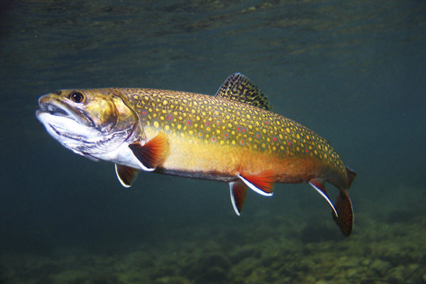 Brook Trout Pictures 600x400