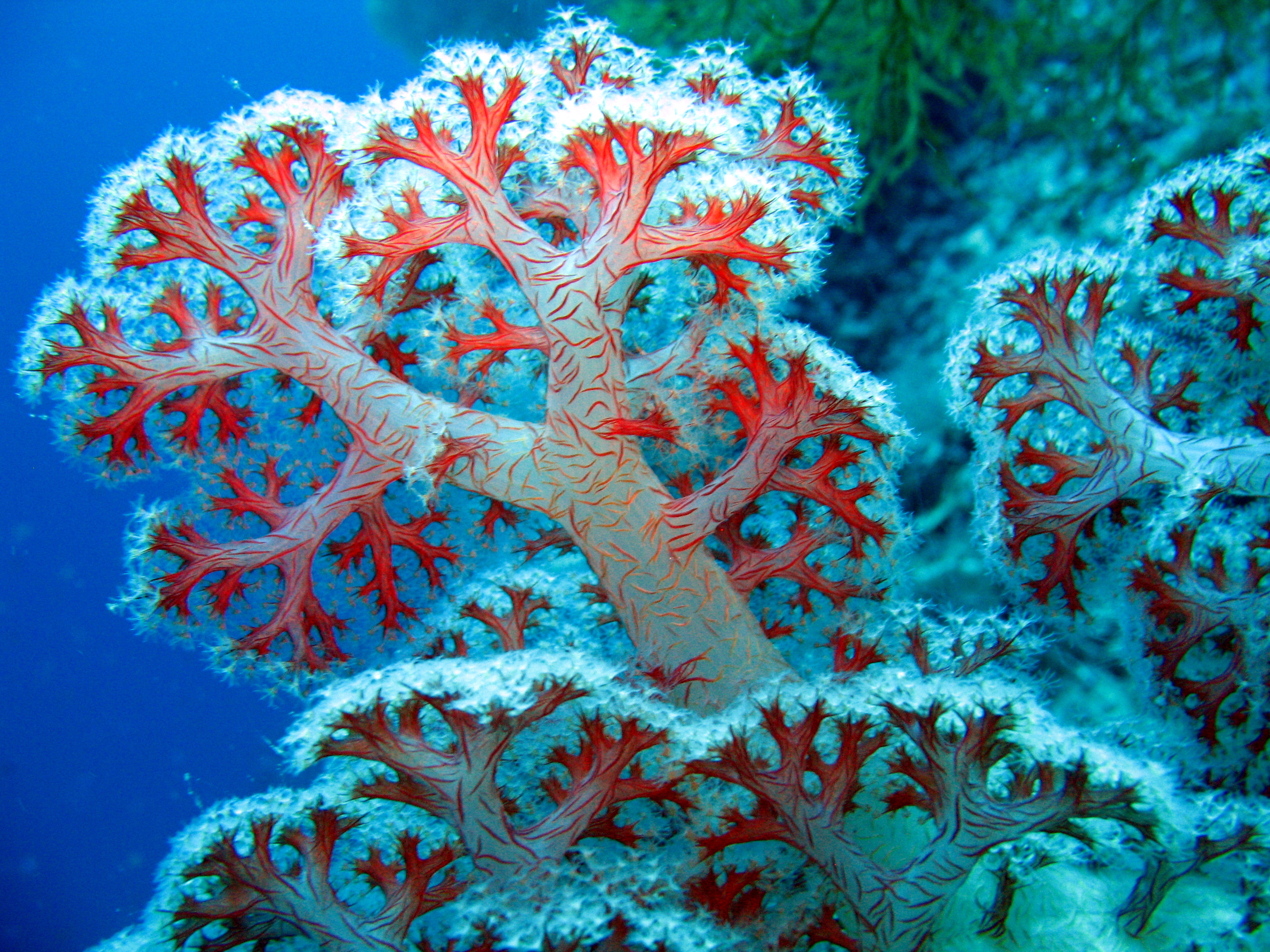 Coral Reefs HD Wallpaper Sa