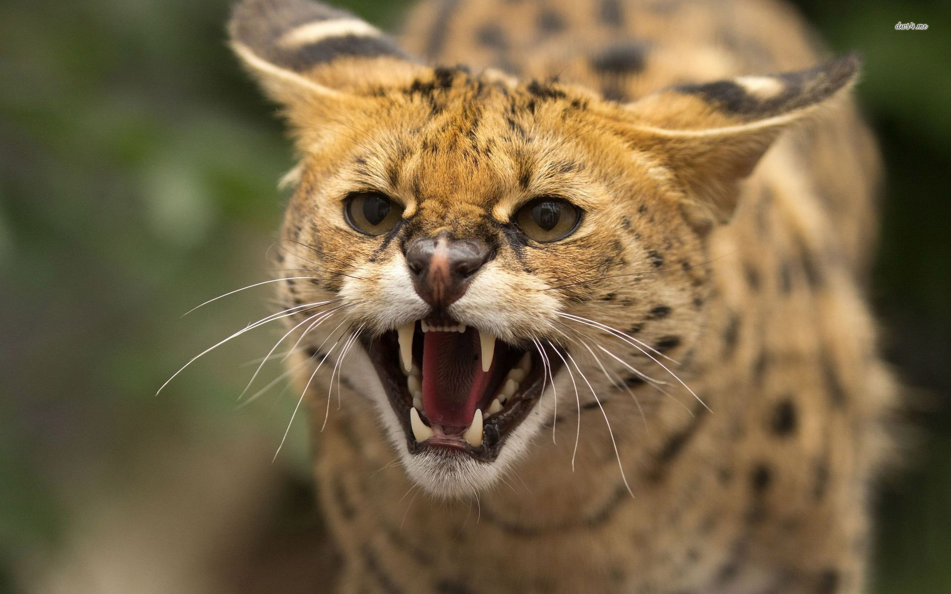 7+ Free Scottish Wildcat & Wildcat Images - Pixabay