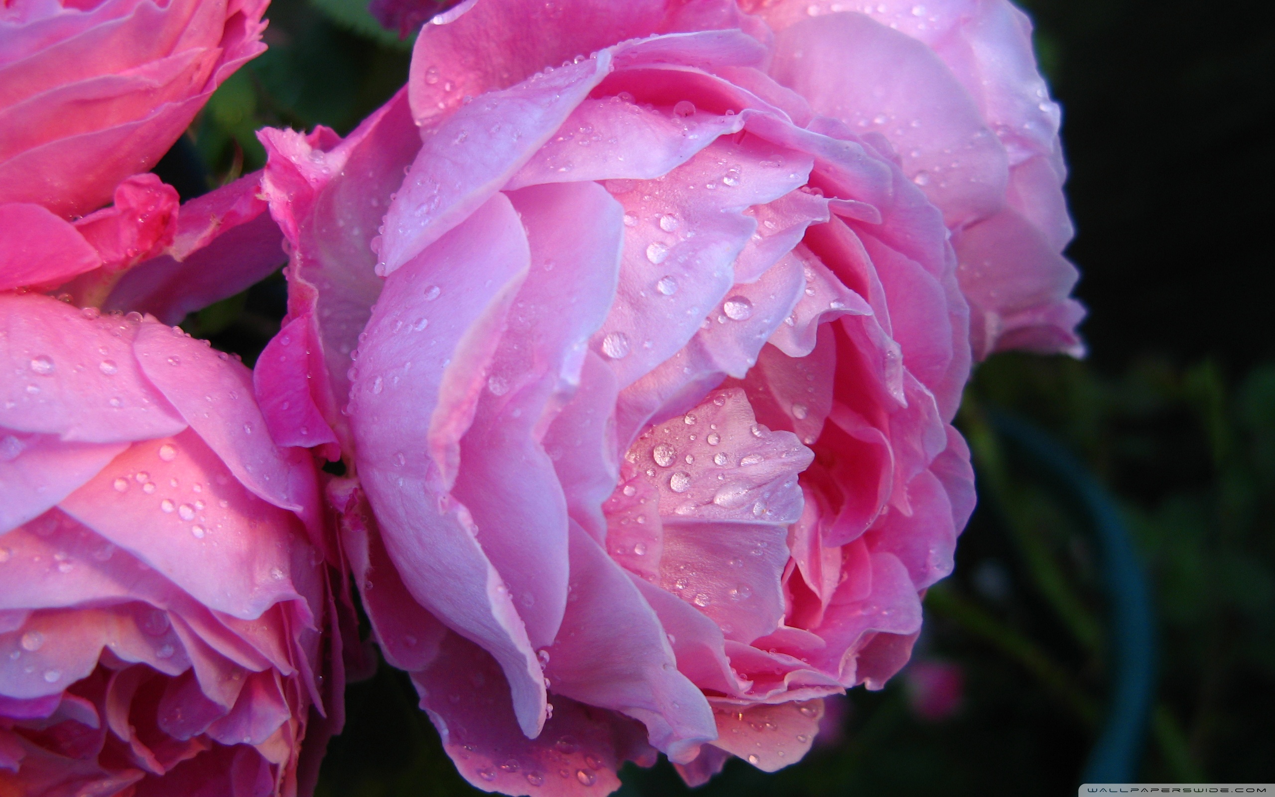 Pink Roses With Water Drops 4K HD Desktop Wallpaper for 4K