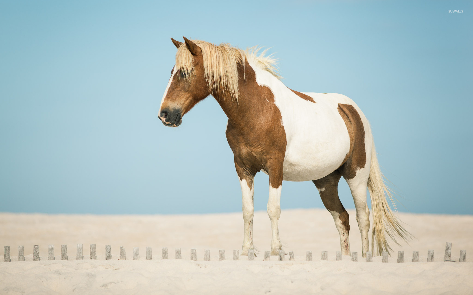 White And Brown Horse Wallpaper Animal