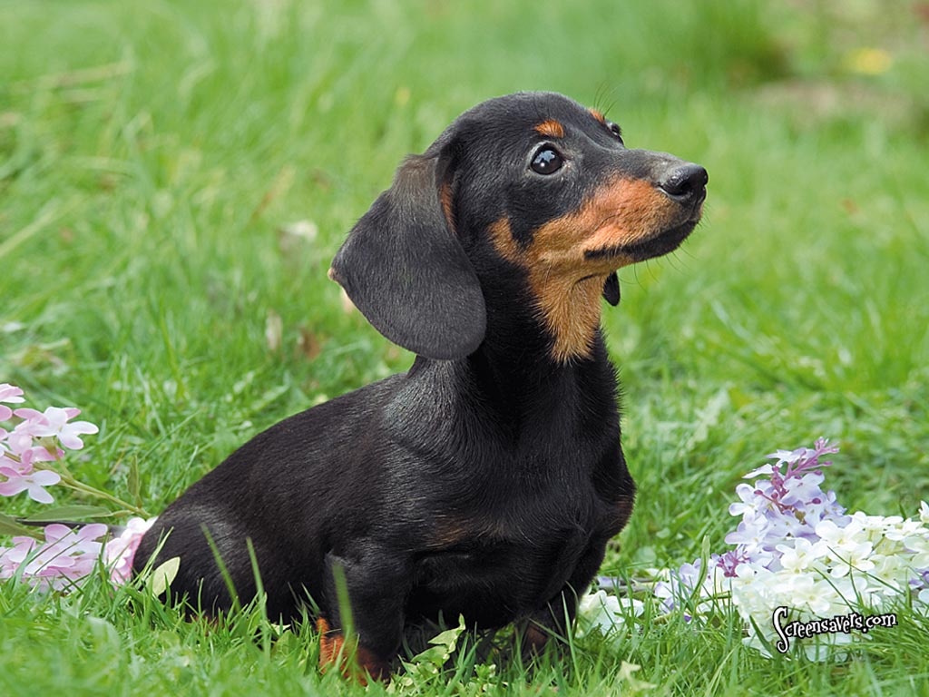 Dachshund Puppy Smooth Haired Pets Amp Stuff