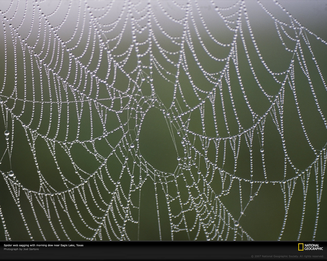 Spider Web Photo Wallpaper Photos National