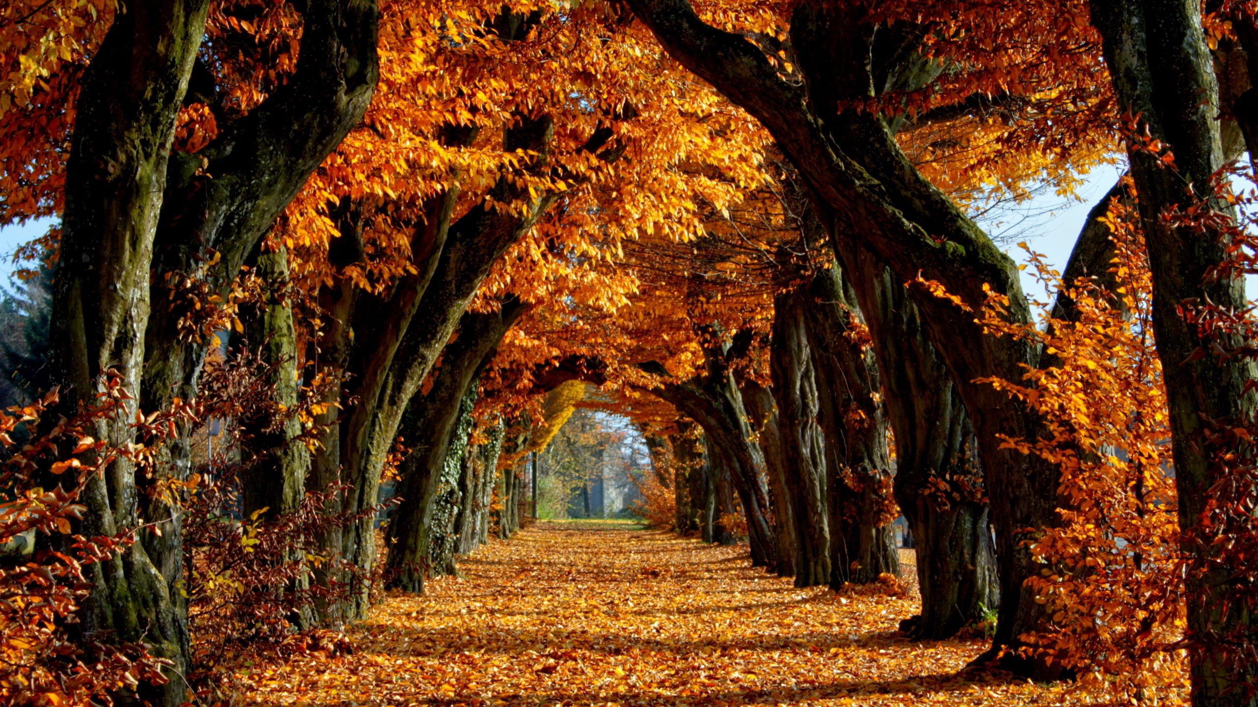 Fall Wallpaper On