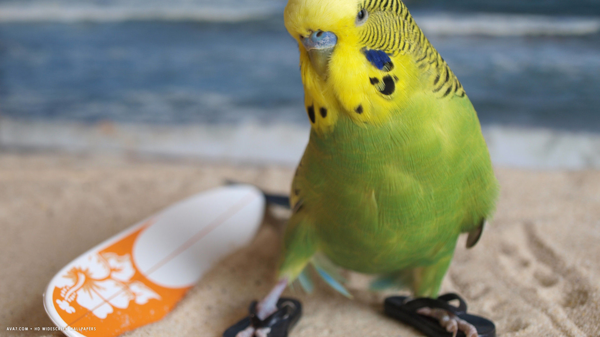 Budgie Funny Beach Bird Sand HD Widescreen Wallpaper Birds
