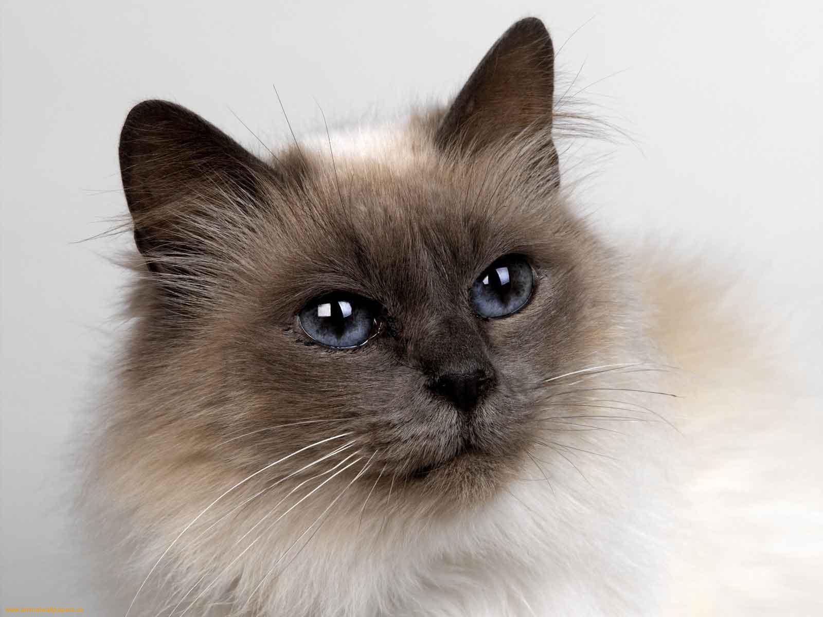 Siamese Cat Puter Wallpaper Desktop Background Id