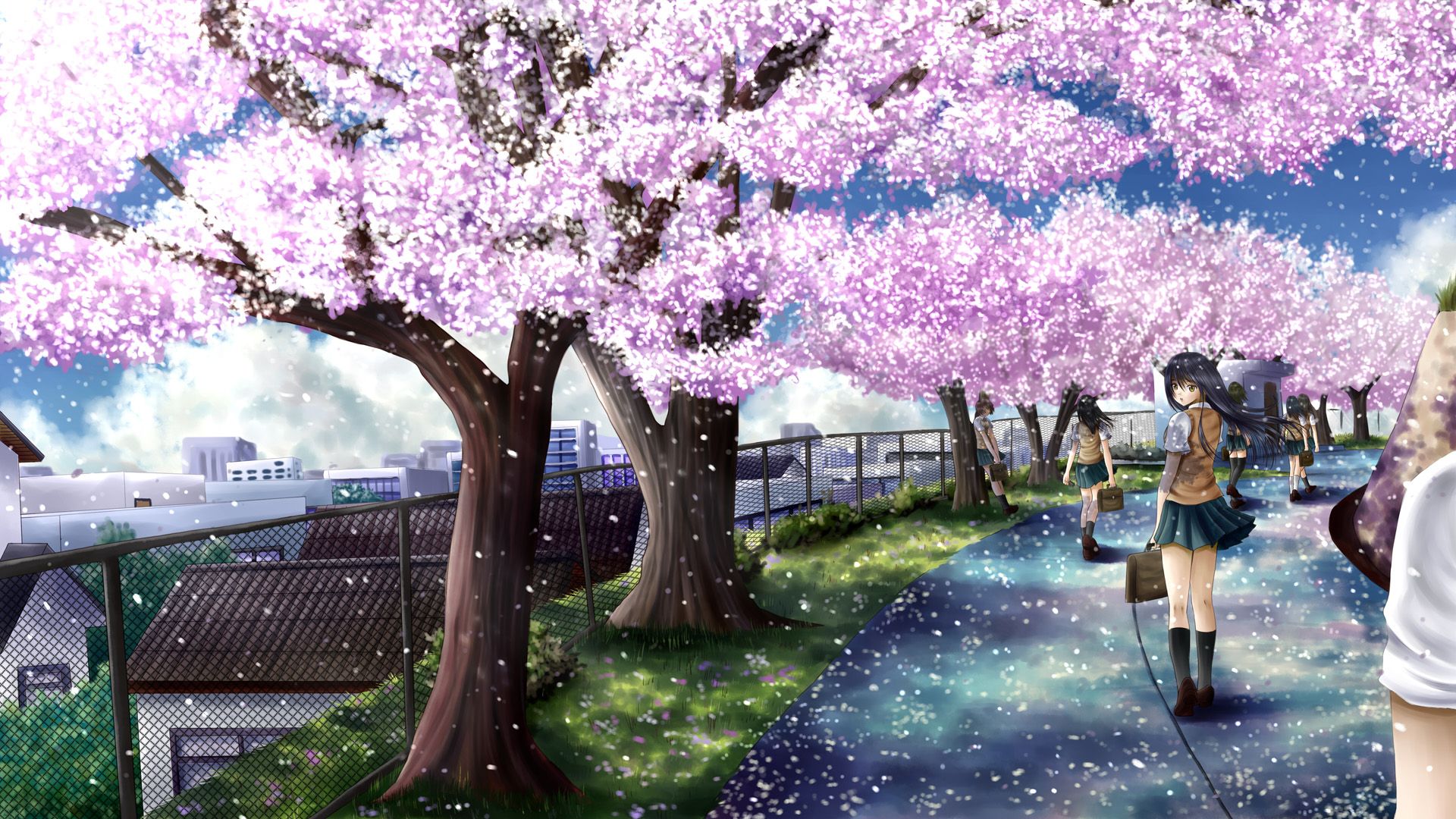 Flor De Cerezo Anime Paseo Wallpaper