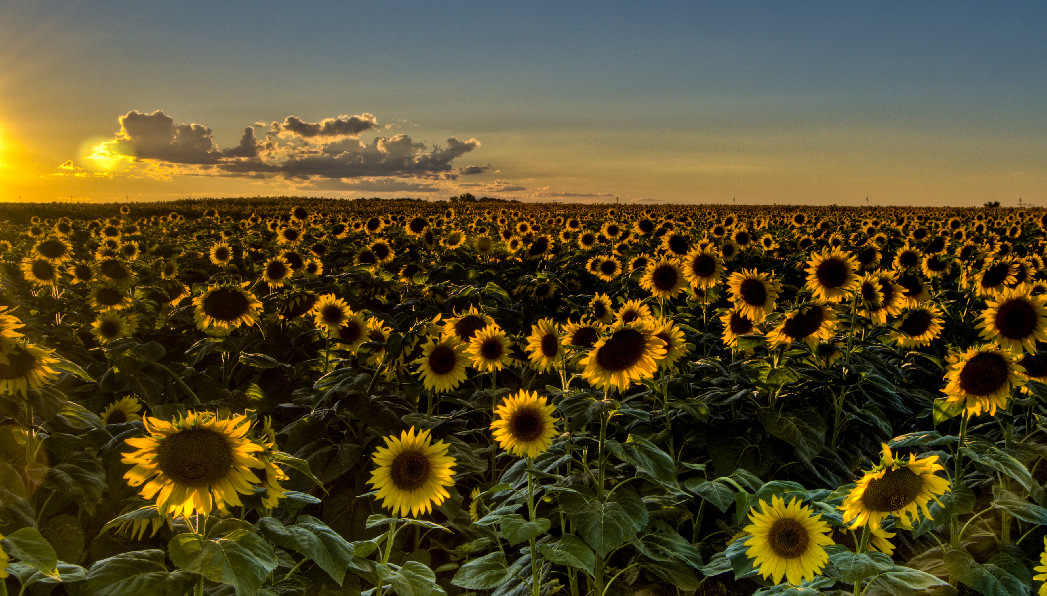 Sunset Field Sunflowers Sunflower Wallpaper