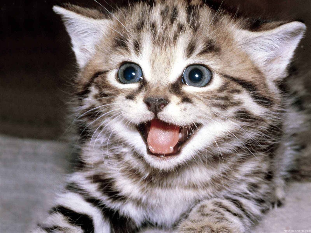 Cute Kittens Desktop Hd Walpapers Photos Cute Kittens Desktop Hd