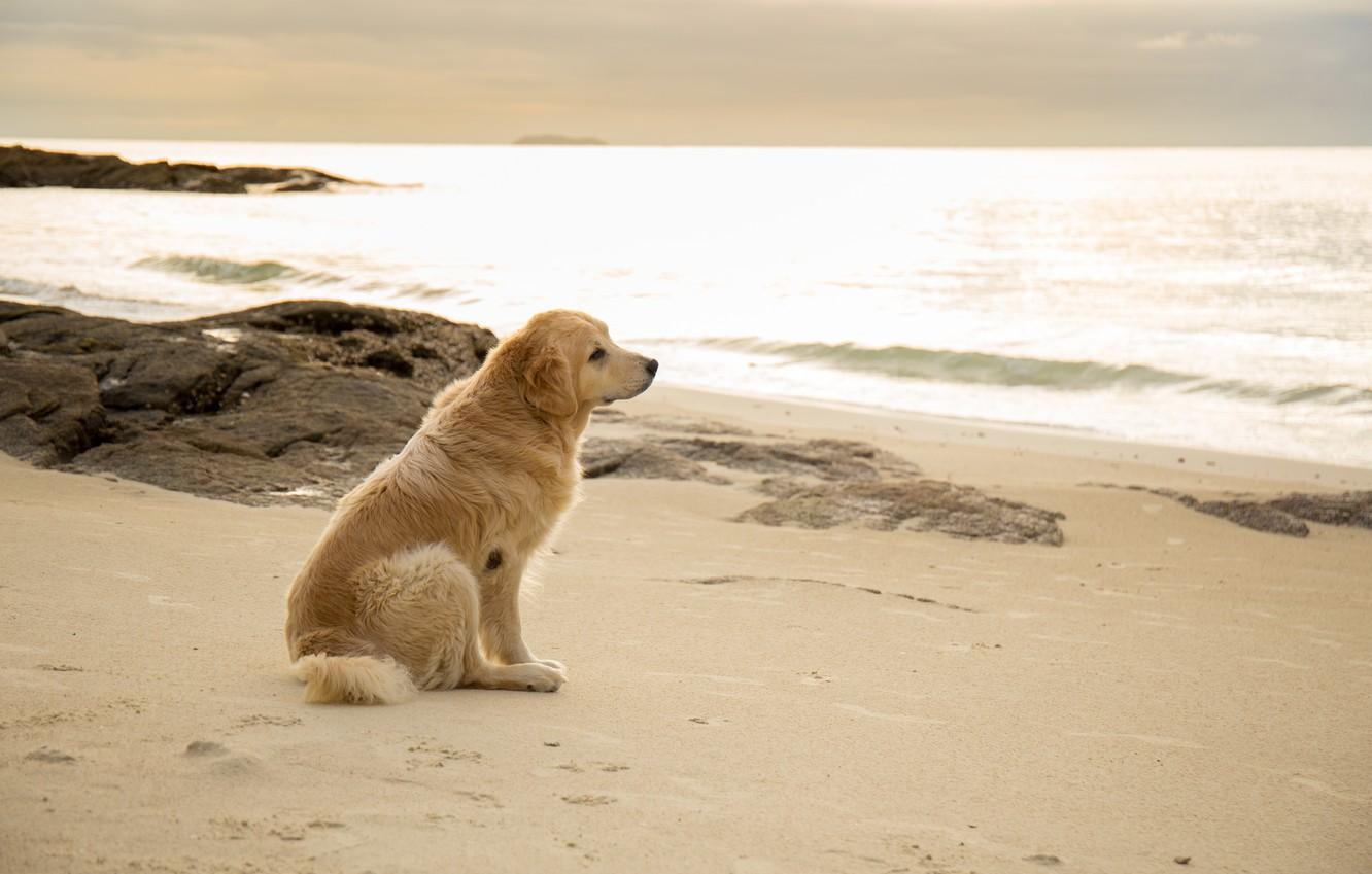 Wallpaper Sand Sea Beach Summer Dog Golden Labrador