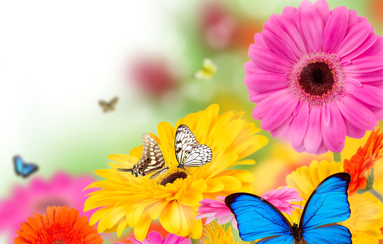 Wallpaper Butterfly Flowers Spring Colorful
