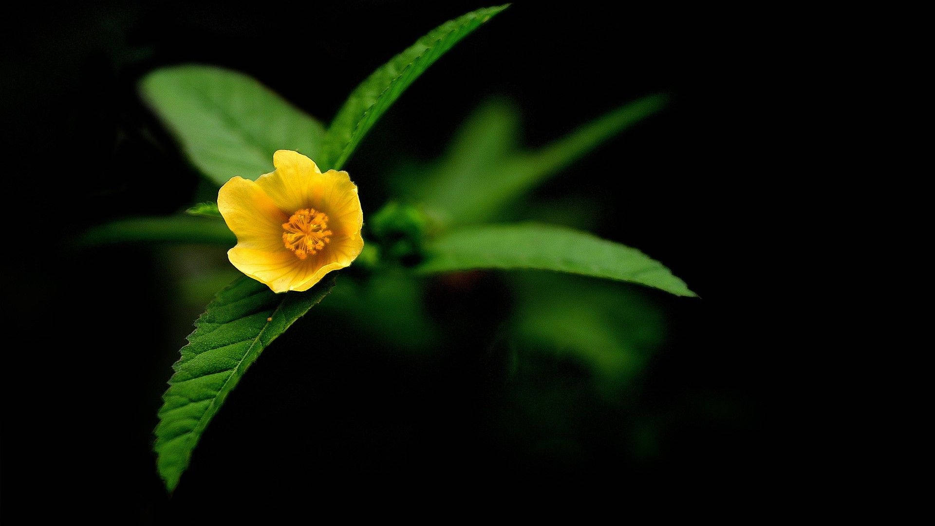 Dark HD Flowers Wallpaper