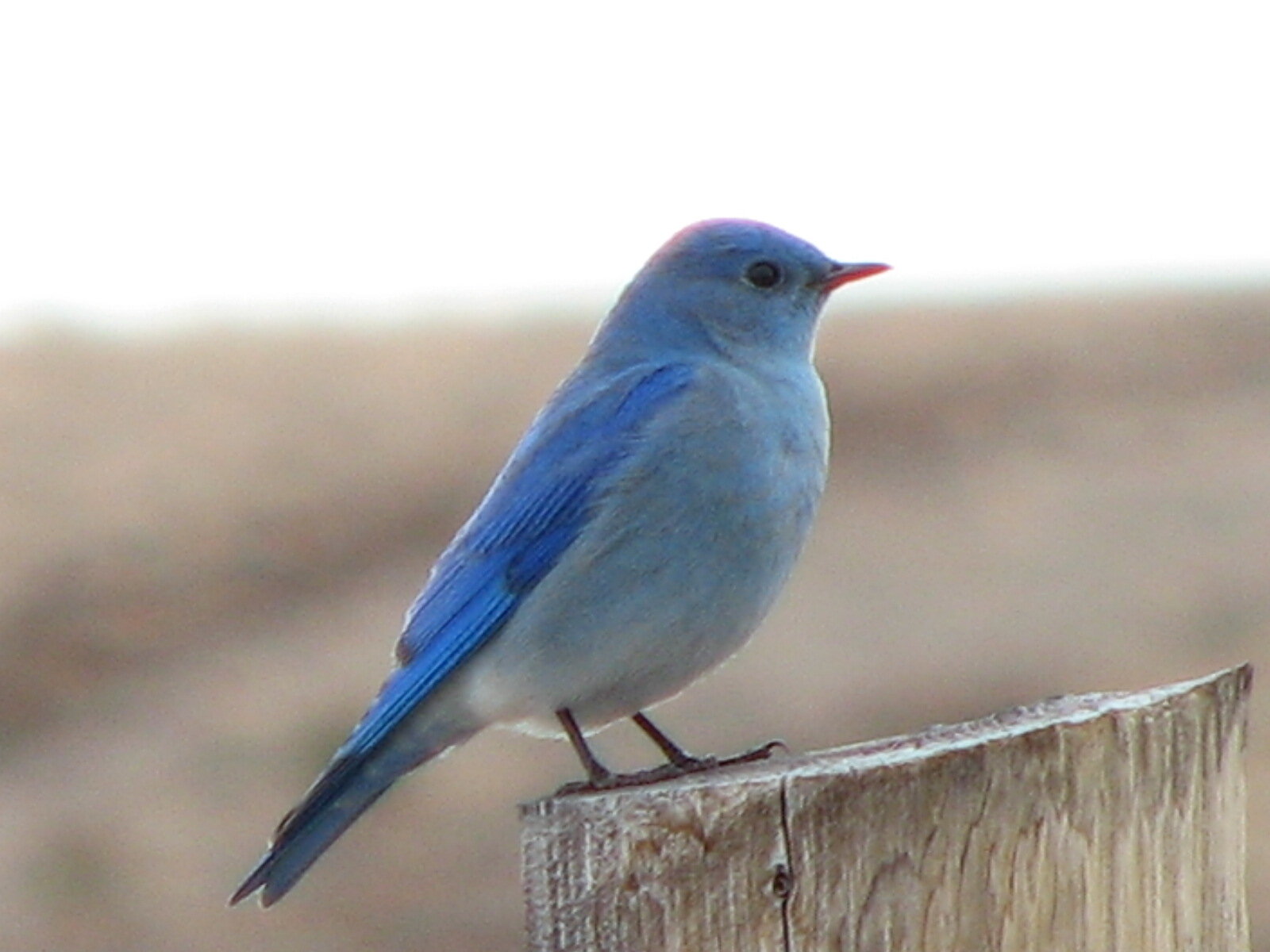 Mountain Bluebird Trails Conservation Society
